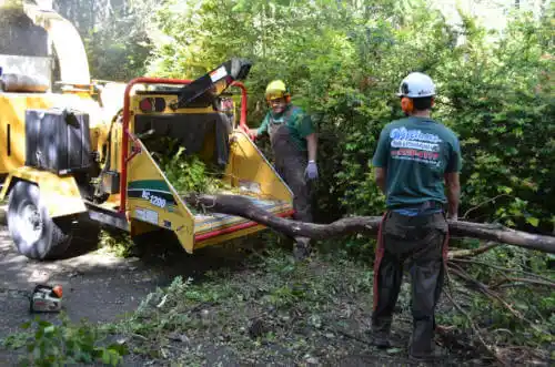 tree services Bayview